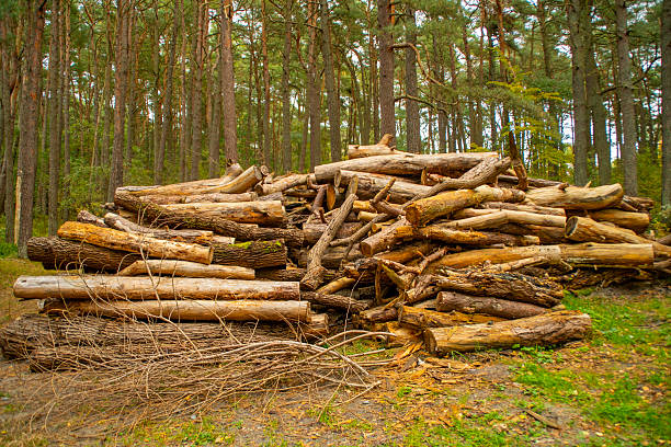A pile of felled tree trunks in the forest.