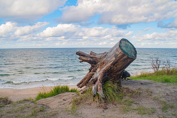 Drift Wood on Beach after Rain Storm. Shot in Gulf Shores, Alabama with a Canon EOS Mark V camera.