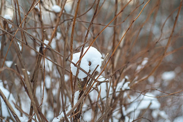 Thin branches of pruned bushes covered with snow. Rays of sun in spring.