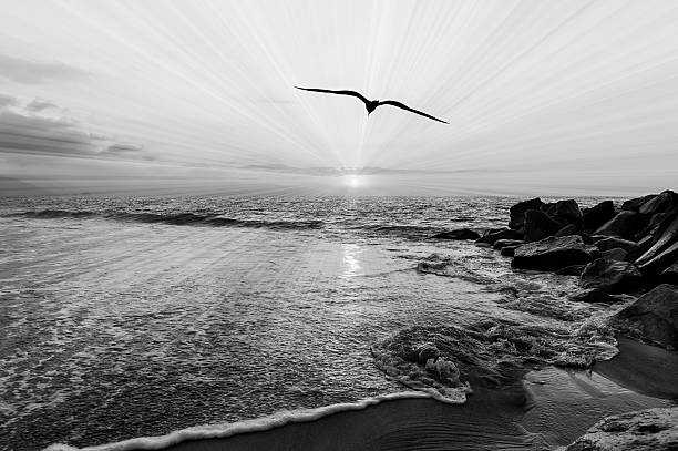 Sunset Bird Flying Soaring Surreal Divine Abstract Inspirational Vitality Ocean Sunrise Black And White