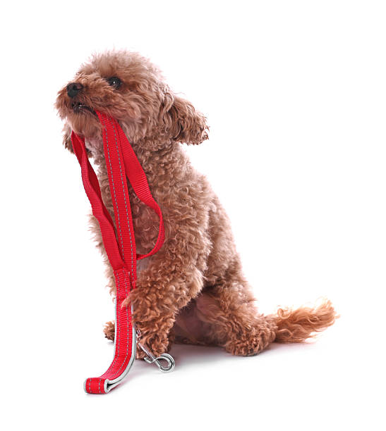 istock Walking with dog. Cute Maltipoo with leash on white background 2212372872