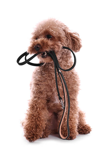 istock Walking with dog. Cute Maltipoo with leash on white background 2212372875