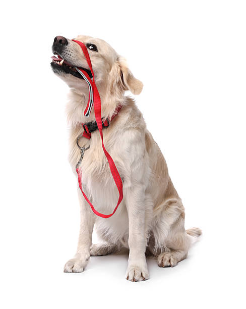 istock Walking with dog. Cute Golden Retriever with leash on white background 2212372879