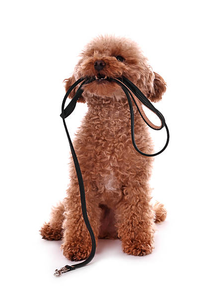 istock Walking with dog. Cute Maltipoo with leash on white background 2212372886