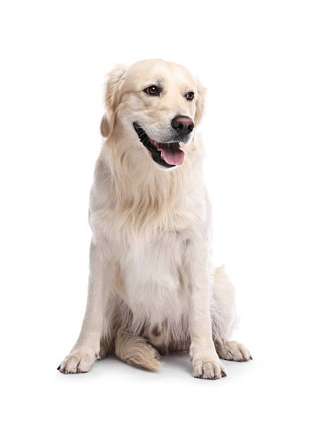 istock Cute Golden Retriever dog on white background 2212372913