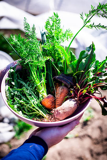 istock Freshly Harvested Garden Vegetables 2212375216