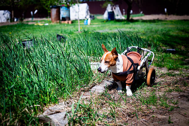 istock Disabled Dog Running in Garden 2212375638