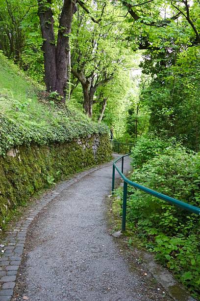 istock A peaceful winding path through a green forest with trees, bushes, and moss-covered walls. 2212379356