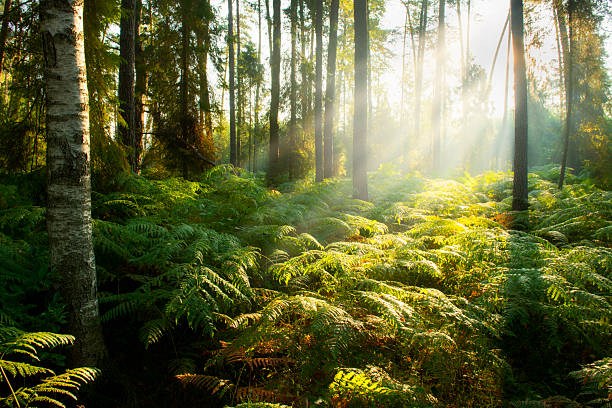 Beautiful sunny morning in the forest
