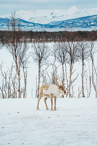 A reindeer walking through a snowy forest with birch trees. Tromso, Norway