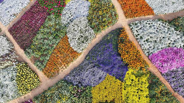 istock The scenery of the colorful flower field 2212379480