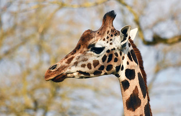 istock Giraffe head portrait close up photo 2212379505