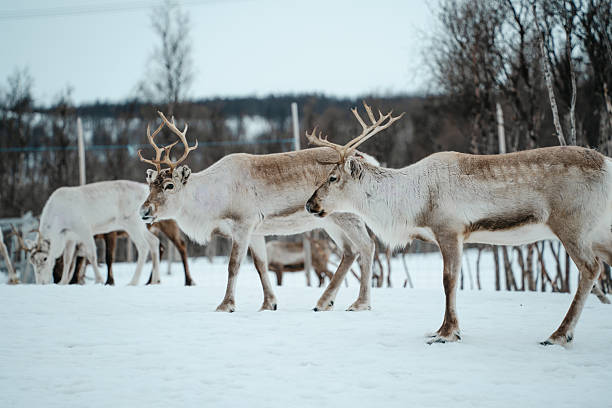 istock Reindeer Herd in Snowy Landscape at Tromso, Norway. 2212379558