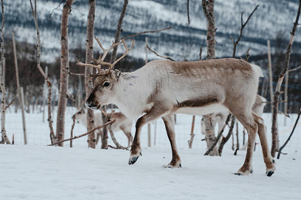 istock Reindeer in a Snowy Birch Forest. Tromso, Norway 2212379570