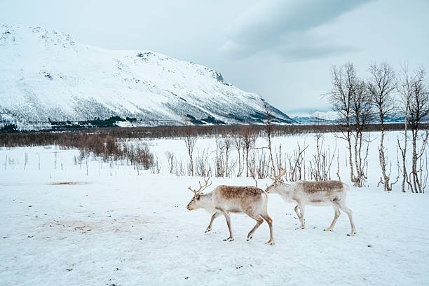 istock Reindeer Herd in Snowy Landscape at Tromso, Norway. 2212379701
