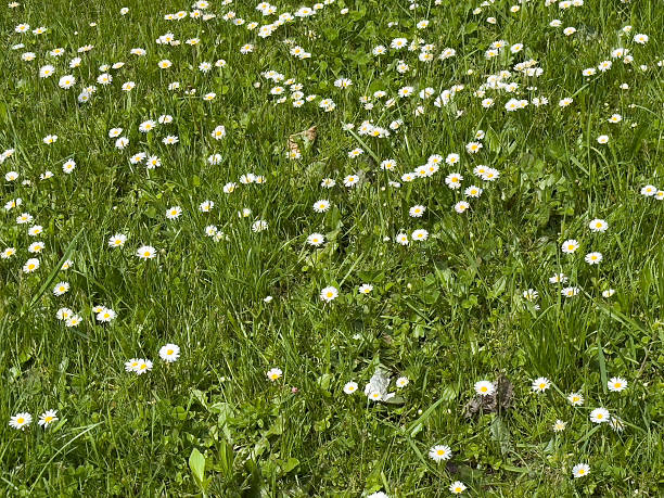 istock Lush green meadow with blooming daisies in full sunlight 2212379847
