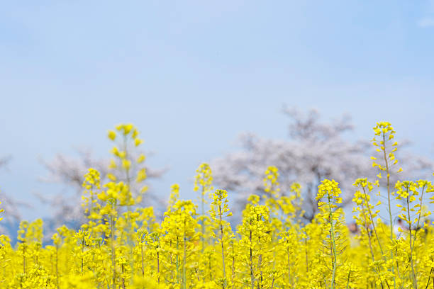 In spring, rape blossoms in yellow, with cherry blossoms in the back.