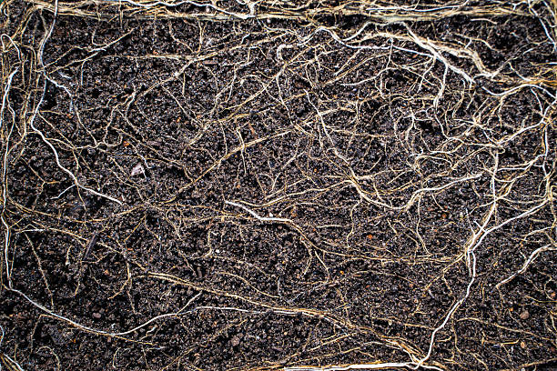 istock Abstract background of thin roots in soil, close-up 2212380646