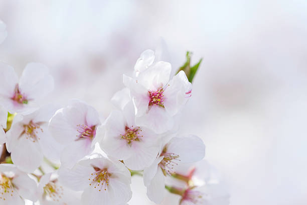 Macrophotography of cherry blossoms.