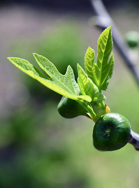 Fig tree in spring time