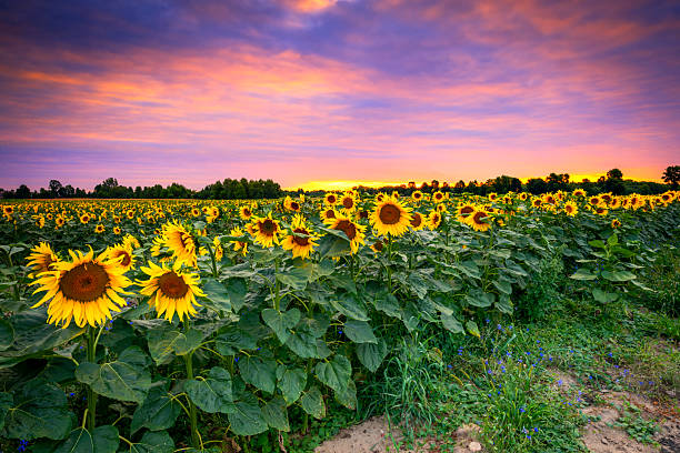 istock Beautiful sunset over sunflower field 2212382424