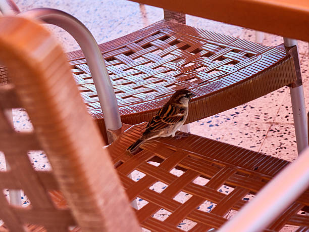 Sparrow sits on a chair in a restaurant