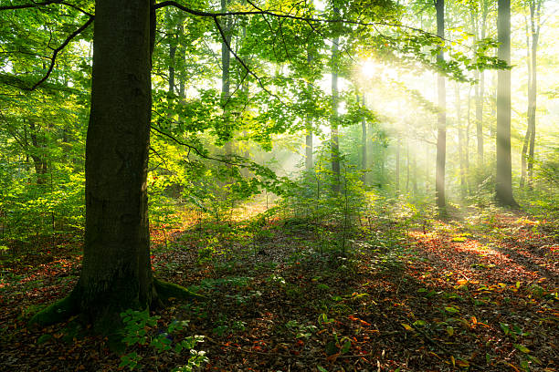 Autumn forest