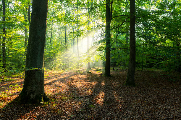 istock Beautiful sunny morning in the forest 2212383008