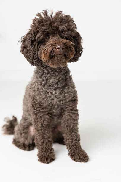 istock Charming brown poodle with a soft curly fur sitting and posing on white studio floor 2212385047