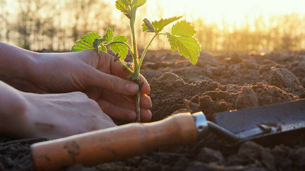 istock Hands carefully placing a young seedling into prepared soil as the sun sets, promoting growth in an agricultural garden setting 2212385579