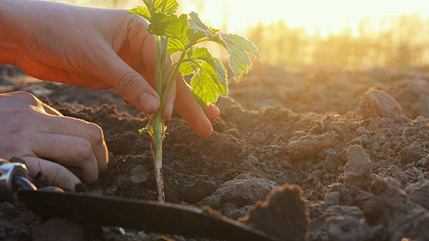 istock Hands carefully plant a young seedling into rich soil as sunlight breaks through, highlighting the joy of farming activities 2212385587