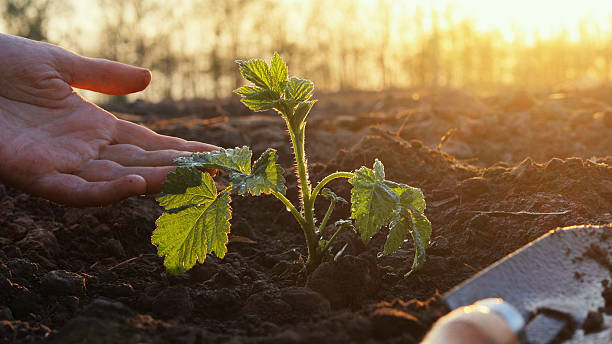 istock Hands gently tending to a young seedling in freshly turned soil, showcasing the nurturing process of planting crops at dawn 2212385621
