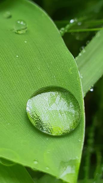 istock Raindrops on the green leaves 2212389320