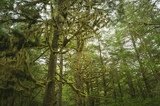 istock Deep green rainforest in Ketchikan. Alaska 2212389556