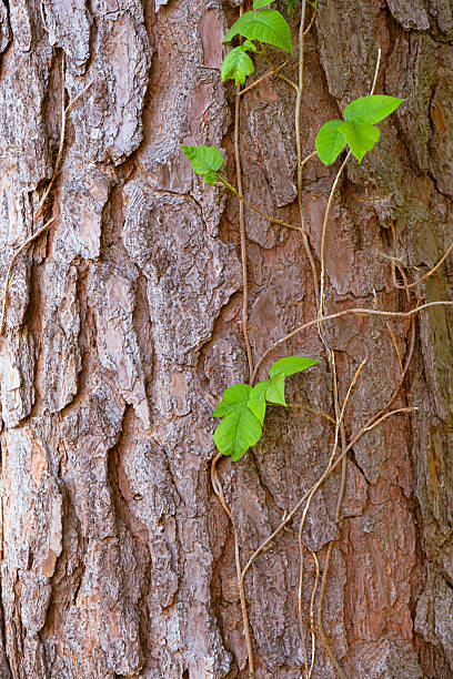 Vining leaves partially cover textured tree bark in warm sunlight