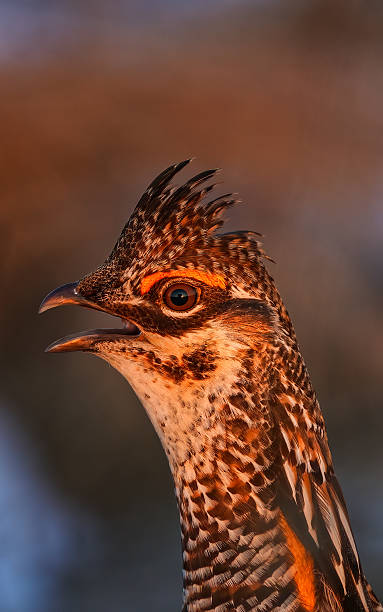greater prairie chicken portrait at sunrise