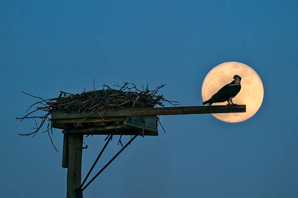 Magnificent Osprey