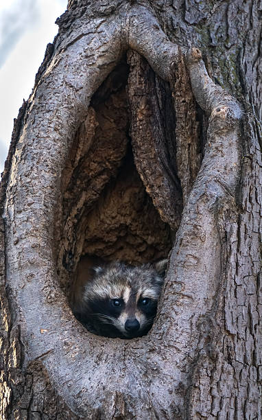 istock raccoon peeking from a cavity 2212390038