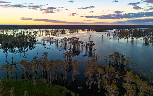 southern lake with cypress trees