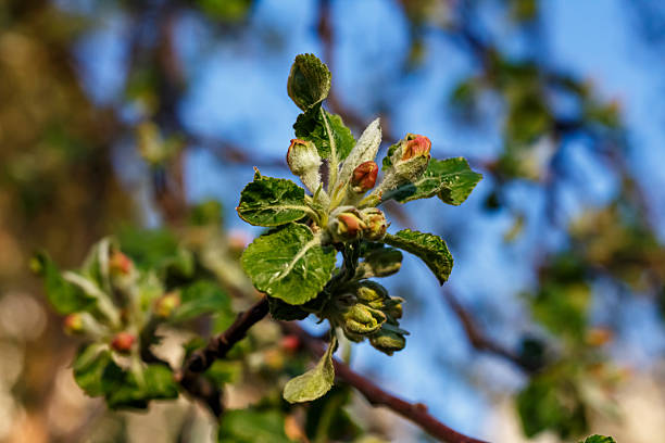 Young leaves with fruits on an apple tree.