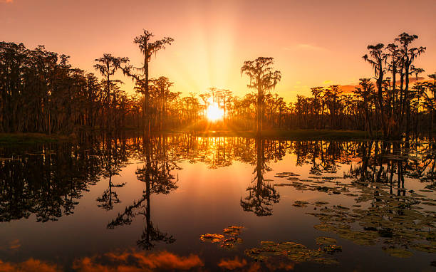 southern lake with cypress trees at sunrise