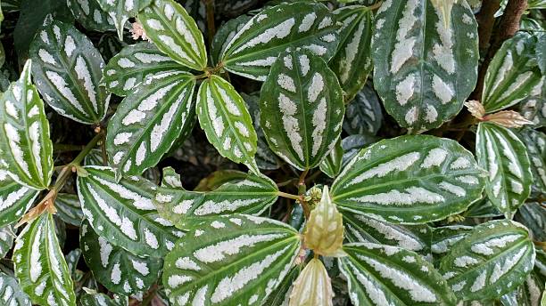 istock Pilea cadierei that grows in the yard 2212390283