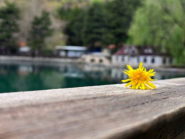 istock Whispers of Spring by the Lakeside 2212393274