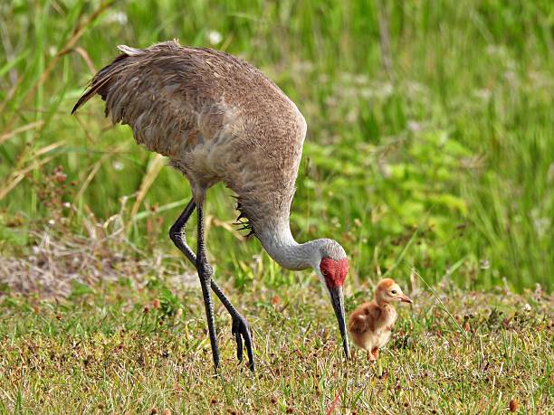 istock Sandhill Crane (Grus Canadensis) -  foraging with a colt in a field 2212396087