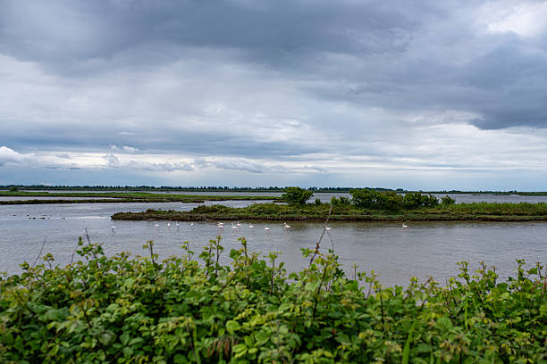Protected area with pelicans on the Po River Delta, Comacchio , Chioggia, Rosolina, Adige