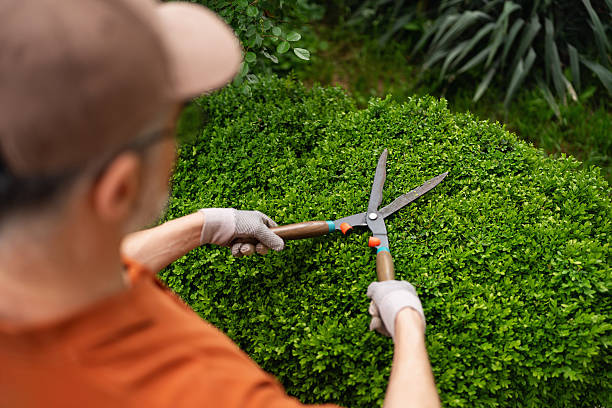 istock Man trimming boxwood hedge with shears in a green garden setting 2212396926