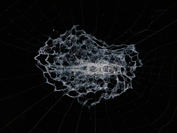 istock Cyclosa genus of spider on the web nest 2212399638