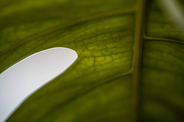 Macro photo of a green leaf with visible veins and a hole. Great for nature, botany, biology, texture, and background concepts.