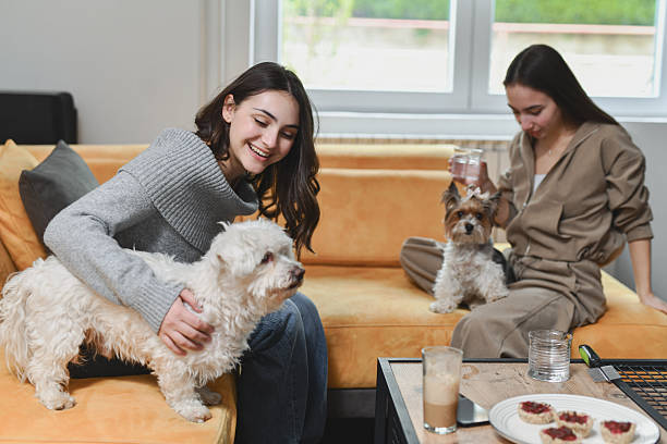 istock Smiling Females Playing With Their Pets While Sitting on Bright Yellow Sofa 2212400660