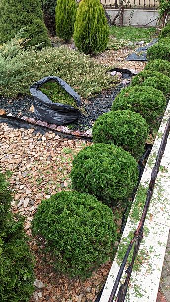 istock A Beautifully Lush Green Garden featuring Pruned Shrubs along with Decorative Mulch 2212400731